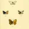 papilio sidae plate